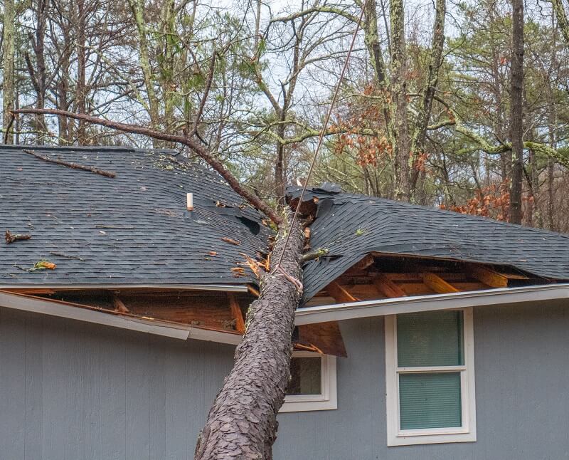 Tree damaged roofs