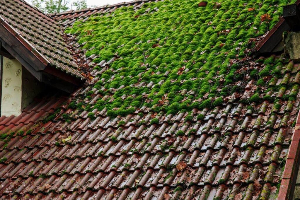 Green moss cover tile roof