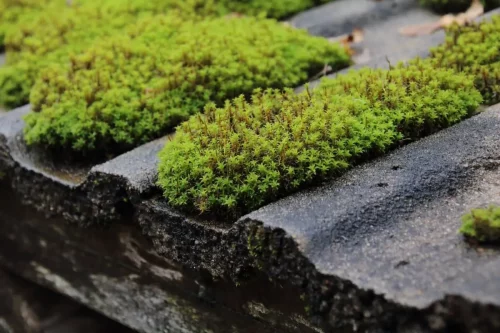 green moss growing in roof